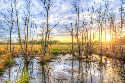 Добычу полезных ископаемых на болотах могут упростить