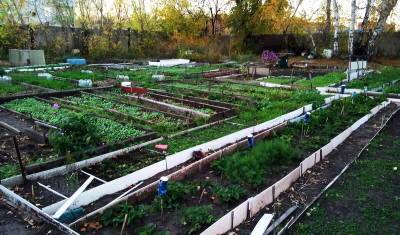 Тюменским садоводам советуют быстрее посадить картошку и морковь