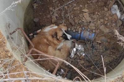 В Нижнем Тагиле рядом со стройкой дороги собака упала в колодец