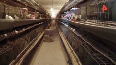 Директор птицефабрики в Сирии рассказал о восстановлении предприятия