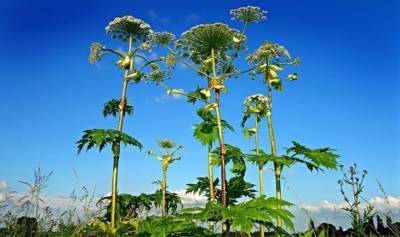 Эксперт рассказал, какое растение нельзя выращивать на своих «шести сотках»