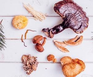 Секреты лечения грибами: как «работают» целебные грибы