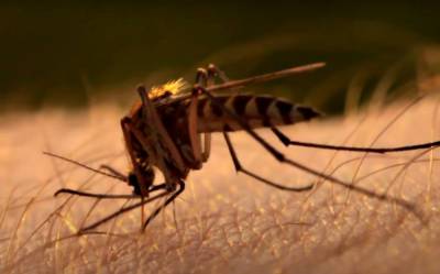 Комары исчезнут раз и навсегда: проверенные "лайфхаки", которые действительно работают
