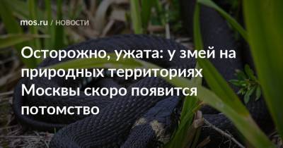Осторожно, ужата: у змей на природных территориях Москвы скоро появится потомство