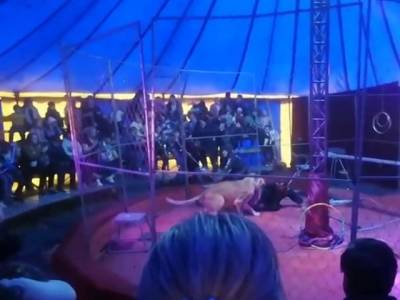 «Был дикий рев»: львицы из южноуральского цирка-шапито напали на дрессировщика