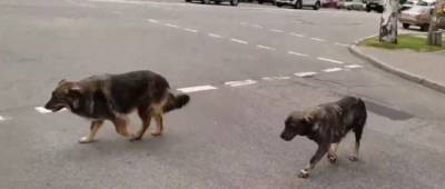 Видео дня: в Запорожье собаки грамотно пересекли проспект с двумя светофорами