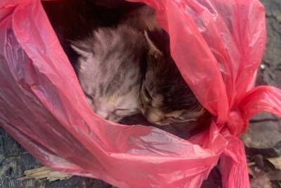 В Смоленске пожилой мужчина выкинул котят в плотно завязанном пакете