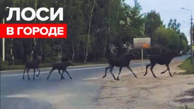 Стадо лосей пробежало по окраине Твери — видео