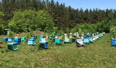 Пчеловод из Башкирии начала поставлять мед в Казахстан