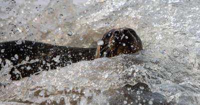 В Янтарном на берег выбросило мёртвого тюленя