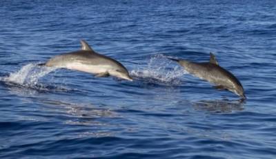 Дельфины на Азовском море заманивают отдыхающих (ВИДЕО)