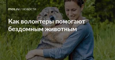 Как волонтеры помогают бездомным животным - mos.ru - Москва