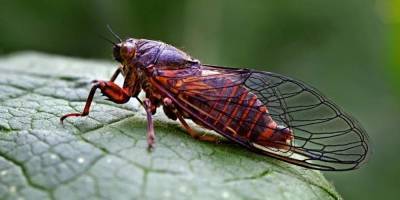 США охватило нашествие миллиардов цикад