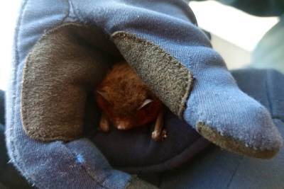 В Рязани волонтеры спасли летучую мышь, залетевшую в квартиру