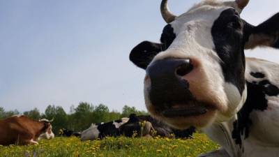 Попытки подоить корову закончились для британского журналиста ударом копыта