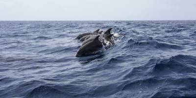 В оккупированном Крыму рыболовный промысел массово уничтожает дельфинов - видео - ТЕЛЕГРАФ