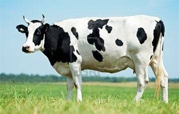 Ученые заявили, что будут кормить коров чесноком