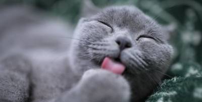 Уморительные картинки, видеоприколы с котами 23 мая, которые заставят смеяться до слез - ТЕЛЕГРАФ