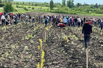 В зоне ООС львовские волонтеры высадили саженцы крымской сосны
