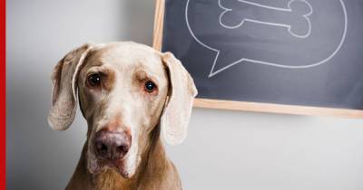 Могут ли собаки думать: мнение ученого