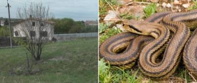 Специалисты рассказали, где живут ядовитые змеи на Донетчине и что делать при укусе (видео)