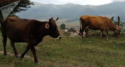 Поcле переговоров жителям армянского приграничья вернули из Азербайджана 37 голов скота
