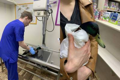 Жители Петрозаводска отловили раненого селезня и отвезли к ветеринару