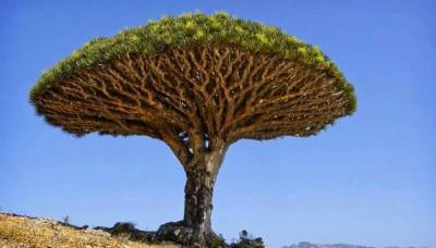 Уникальное ''Драконово дерево'' которое живет тысячи лет » Тут гонева НЕТ!
