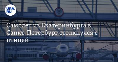 Самолет из Екатеринбурга в Санкт-Петербург столкнулся с птицей