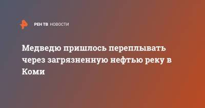 Медведю пришлось переплывать через загрязненную нефтью реку в Коми