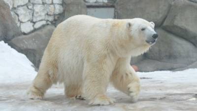 Истощенную белую медведицу самолетом ВКС переправили из Якутии в Москву — видео
