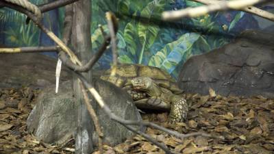 Сухопутных черепах перевезли в летний вольер Московского зоопарка