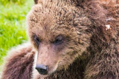 Работники британского зоопарка убили двух медведиц: что произошло