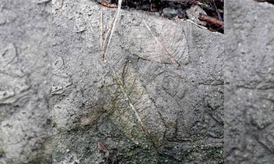 Грецкий орех и ликвидамбар: томич нашел камень с отпечатками растений времен палеогена