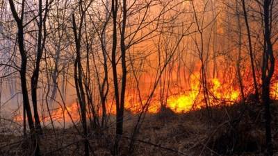 Площадь лесных пожаров в Югре увеличилась в семь раз