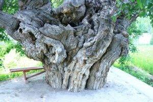 Многовековые тутовые деревья взяты под охрану государства в Узбекистане