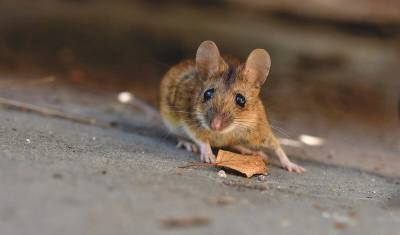 В Башкирии за неделю зарегистрировано 9 случаев заболевания «мышиной лихорадкой»