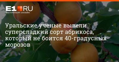 Уральские ученые вывели суперсладкий сорт абрикоса, который не боится 40-градусных морозов