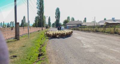 Автомобиль совершил наезд на отару овец в Шираке: погибло около 30 животных