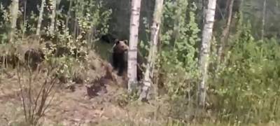 Медведь продолжает бродить рядом с домами в городе горняков Карелии (ВИДЕО)
