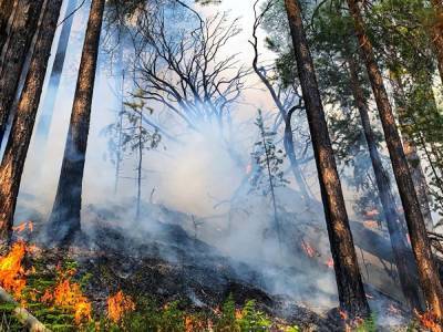 В ХМАО тушат четыре крупных лесных пожара площадью 1288 гектаров