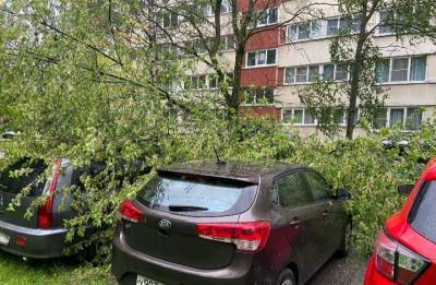 Месть за неправильную парковку: упавшее дерево придавило автомобили в Петербурге