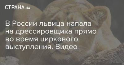 В России львица напала на дрессировщика прямо во время циркового выступления. Видео