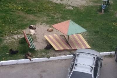 В Брянске стая собак оккупировала детскую площадку во дворе дома