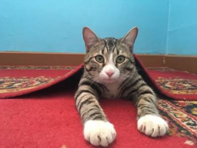Музейный кот из Сыктывдина соревнуется за звание лучшего мяузейного кота