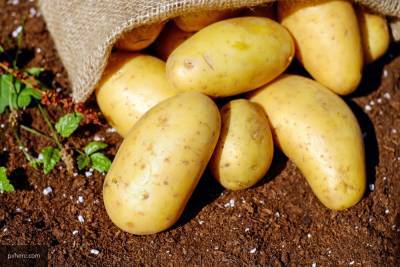 Садоводам рассказали, когда картофель нуждается в поливе