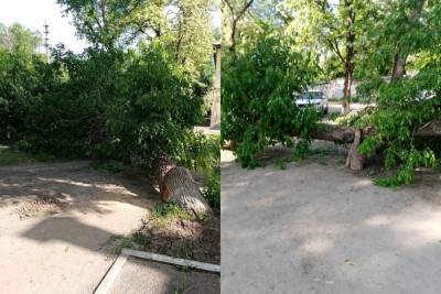 В Каменске-Шахтинском во дворе жилого дома упало дерево
