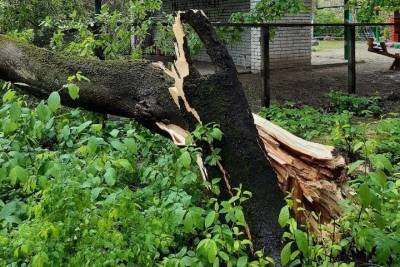 В Пскове убрали дерево, упавшее на площадку детского сада