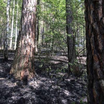 Прокуратура требует возбудить уголовное дело по пожарам в Тургоякском лесничестве