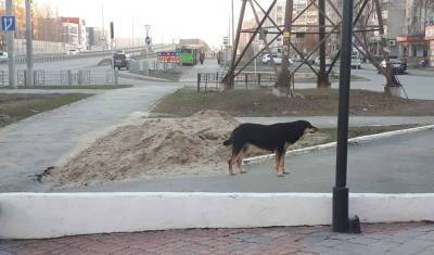 В центре посёлка Боровский на тюменца напала собака